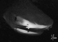 This image of a Tiger Shark was taken at Tiger Beach, I liked the way it looks in B/W 
