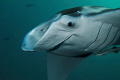 For a second in time, it was just me and the Manta. 