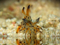 Nudibranch at the Watering Hole. 