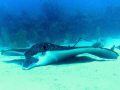 My dive master said he has nvere seen an Eagle Ray resting on the bottom. The broken tail and cresecent shaped pieice missing from its port (left) wing seems ti indicate a close call with an 'unfriendly'. 