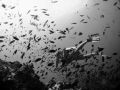There were so many fish in the Gulf of Thailand! 