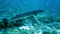 Grand Barracuda in the middle of a large school of jacks 