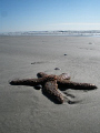 Starfish on St. Augustine Beach, FL 