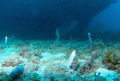 Usually very timid, I found by lying on the bottom and moving slow I was able to get close. It was like watching ballet. 