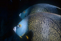 2 angels, Mona Island Nikonos RS 50 mm macro lens and 2 Ikelite SS-200 strobes, shot on Kodachrome 64 