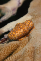 Canon T2i 60mm macro lens - Flamingo Tongue 