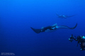 Diving with Big Mantas @ Socorro. I use my nikkon D80 with 15mm Fisheye lens. Shoot f/8 @ 1/60sec. ISO 100 