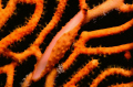 cowry on gorgonian
Nikonos V (1997) Ocean Optics Extension tubes. Velvia 