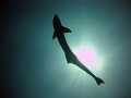 Remora silhouette.

Spent the entire dive trying to attach itself to me or eat my hairband... 