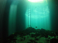 Calavera cenote (Temple of Doom), near Tulum 