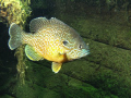 Pumpkinseed Sunfish 