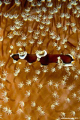 Flatworm 