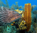 I was taking shots for a book on sponges when this huge Black Grouper wondered over. I wanted to get a picture of the big fish with some sponges, so I gently tricked him into the perfect position. Belize, 45fsw 