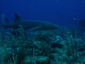 Nurse shark- Ambergris Caye 