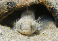 Sand goby. Criccieth beach. D3,105mm. 