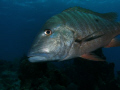Mutton snapper checking me out! 