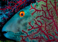 Parrotfish at rest.  105mm 