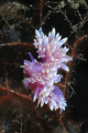 Two seaslugs busy with their love game... 