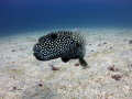 Curious pufferfish! I wonder if it could see its reflection as it was practically bouncing off the lens and hung around for a while. 