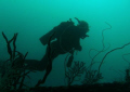 Deep dive on "Bianca C"  Grenada, WI 
