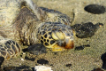 "Asleep"

A lone turtle sits in the sand just north of Kona, HI.  He opened his eye, saw me, raised his head as if to make a move, then just closed his eyes and went back to sleep. 