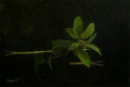 Leafs by the surface 