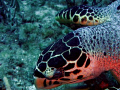 A sea Turtle 