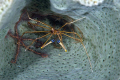 An arrow crab and his roomies, the brittle stars, living in a sponge.  Kinda has the whole "Sponge Bob" theme.  Managed to get my 105 Nikon to focus on them and a strobe on them, as well. 