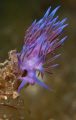 The Beauty

Flabellina Pedata 