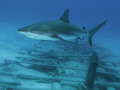 Caribbean Reef Shark 