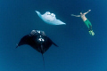 Free diving with mantas scooping up delicious plankton in shallow waters in Fiji (Yasawa islands). Shoot downwards just below the surface while free diving, everything naturally lit by the sun from above. Nikon D300 with 10,5 fish eye, no strobes. 