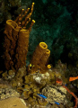 Yellow sponges with blue Chromis 