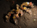 A decorator crab on a Komodo night dive 