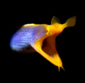 Ribbon eel portrait - shot taken whilst muck diving off Tulamben, Bali 