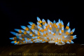 Janolus nudibranch on kelp, photo taken in Southern California. 