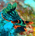 munchy munchy!!! dusky nembrotha 