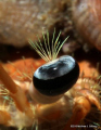 Hermit Crab Eye 