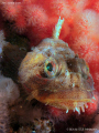 Red Irish Lord (Hemilepidotus hemilepidotus). 