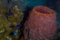 Barrel Sponge with Blue Chromis 