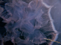Inside a jellyfish 