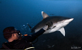 This is Tuks aka Superman.  He's my guard when shooting sharks and this picture shows why he is the best.  The silvertip was coming in too close for comfort and in theatrical style Tuks gives her a right hook (notice the nictating eyelids half closed 