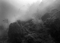 The Giant barrel sponges were "going off" - looked like a foggy morning in San Francisco. Long Cay at Lighthouse Atoll, 80 fsw. 