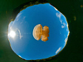Jelly in Space. 
I wanted to see what this pic looked like if I removed my reflection and completed the Snell's window.  I like it. 