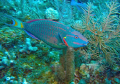 Parrotfish seen in Grand Cayman August 2010.  Photo taken with a Canon SD550. 