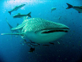 This was in April at SW Pinnacle in Gulf of Thai'. I got lucky. I was teaching Advanced OW doing a double dive at the same site. The whale shark appeared at the end of dive 1 which I didn't dive. So in I hopped and had the whole experience to myself. 