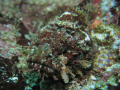 Scorpionfish 