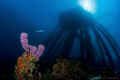Landscape with barracuda 