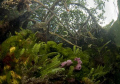Cancun mangrove with sponges and algee 