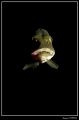 Face-à-face w/adult pike in a small pond :-D ... salamat kaayo Mitch 4 da nice w-e. 