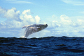 Humpbackwhale jumping

Nikon F4, f2.8/70-200 mm, Film Velvia 100 ISO 